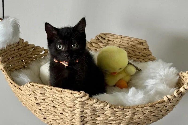 A young medium-sized female Black Domestic Short Hair cat named Elena for adoption in North Babylon, NY