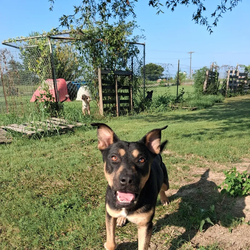 An adult large-sized male Bicolor Rottweiler dog named Valentino for adoption in Newport, AR