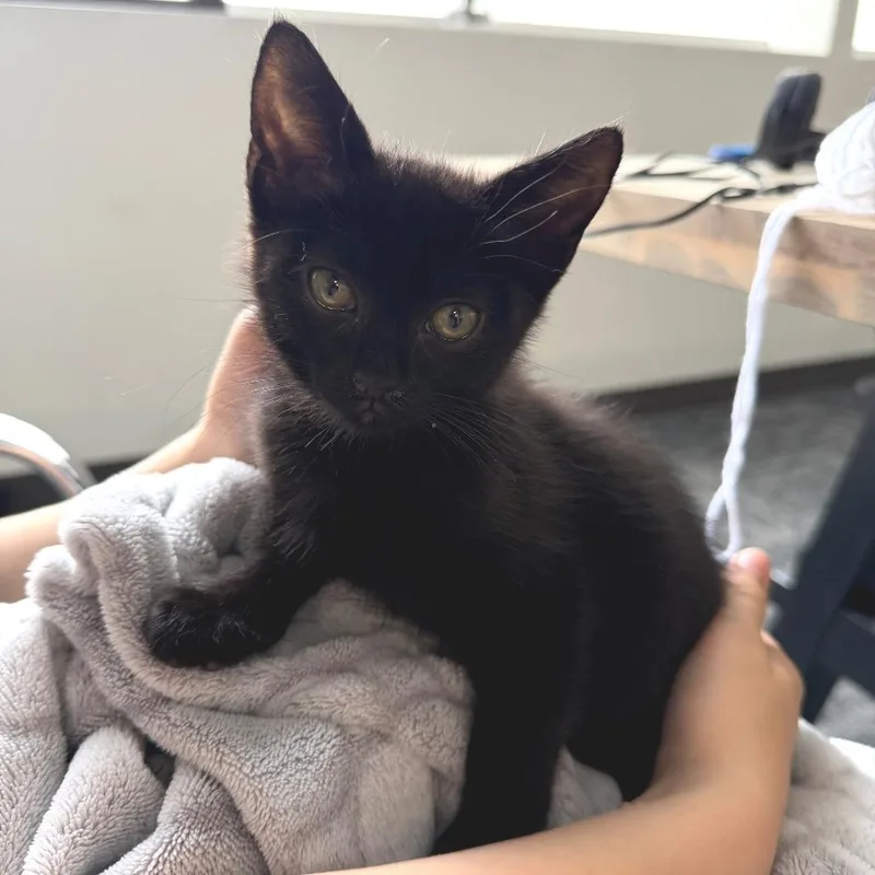 A baby small-sized male Black Domestic Short Hair cat named Houdini for adoption in Tacoma, WA