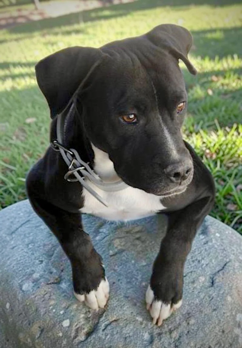 An adult small-sized male Black American Staffordshire Terrier dog named Maxwell for adoption in Kingman, AZ