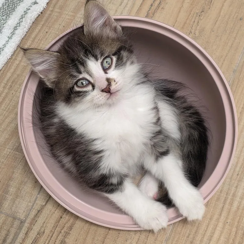 A baby small-sized male White Domestic Long Hair cat named Big Mac for adoption in Hinsdale, IL