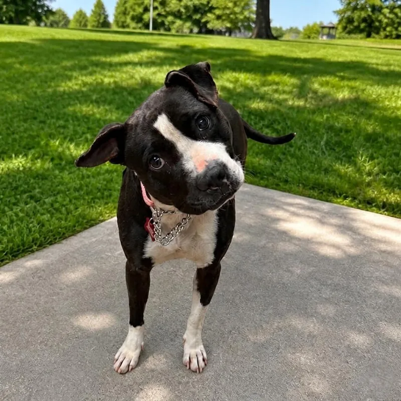 An adult medium-sized female Black Pit Bull Terrier dog named Soxs for adoption in East Saint Louis, IL