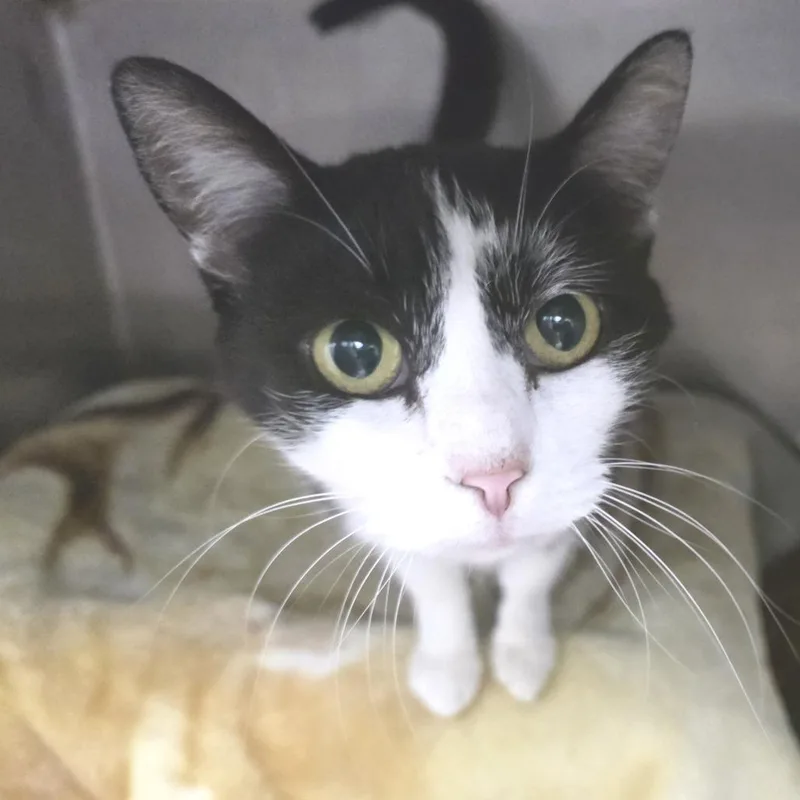 A young medium-sized female Black Domestic Short Hair cat named Peanut for adoption in Fort Wayne, IN