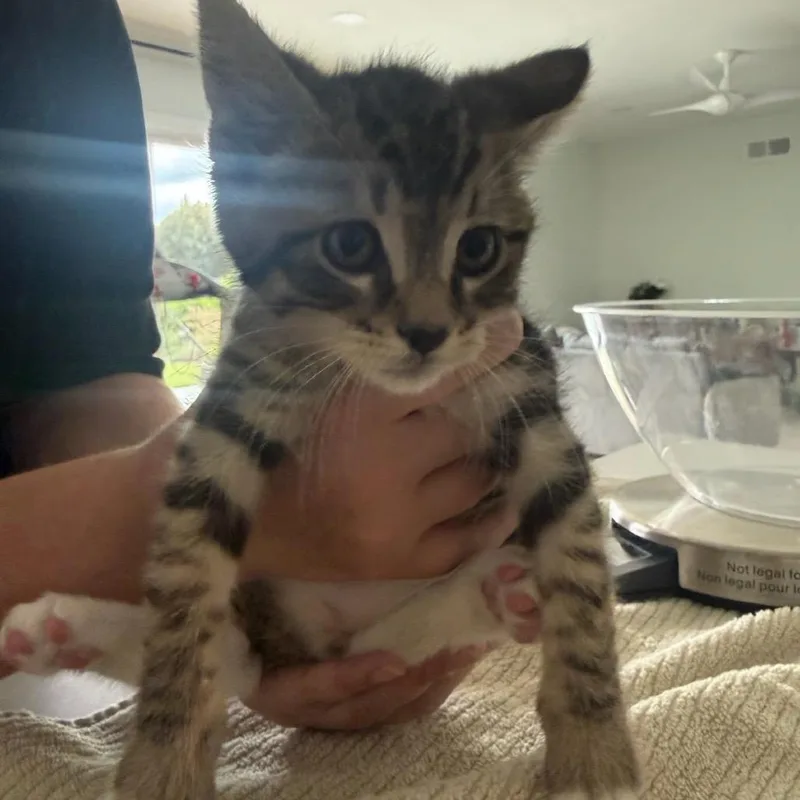 A baby small-sized male Brown / Chocolate Domestic Short Hair cat named Dave for adoption in Yucca Valley, CA