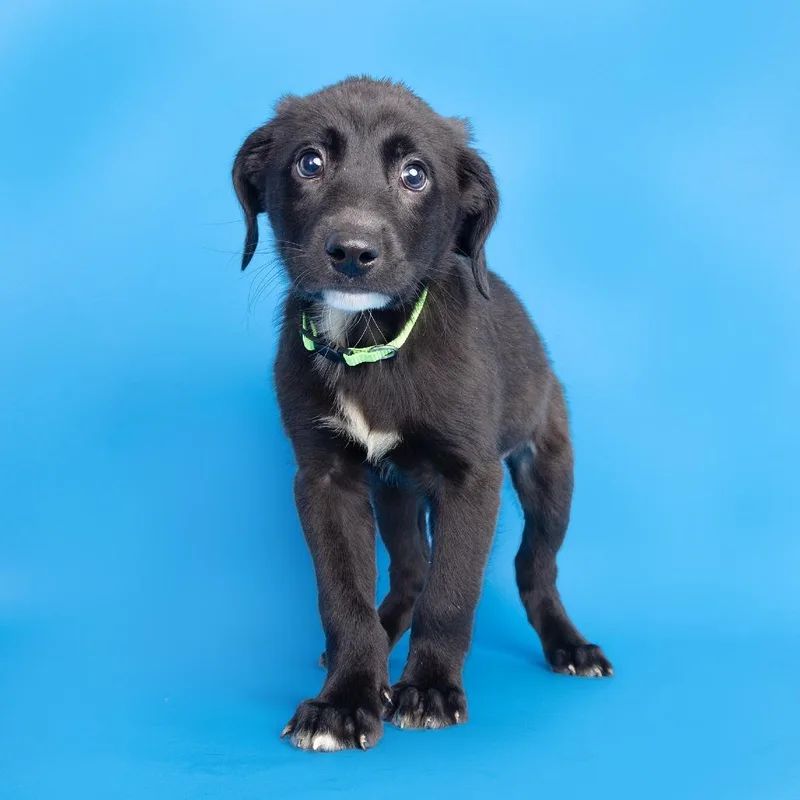 A baby medium-sized male Black Mixed Breed dog named Ibrahim for adoption in Franklin, TN