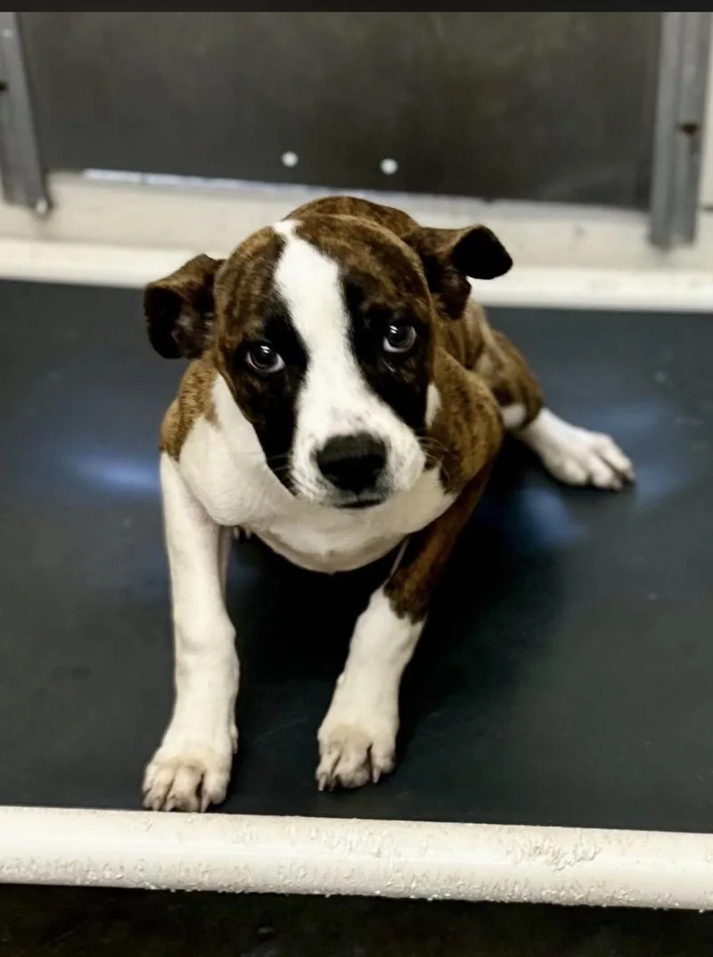A young large-sized female Brown / Chocolate Boxer dog named Saddie for adoption in Sherman, TX
