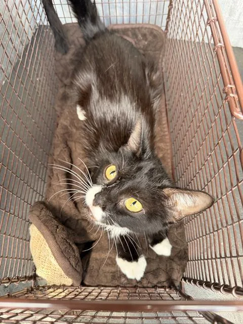 A young medium-sized female Domestic Short Hair cat named Luna for adoption in San Antonio, TX