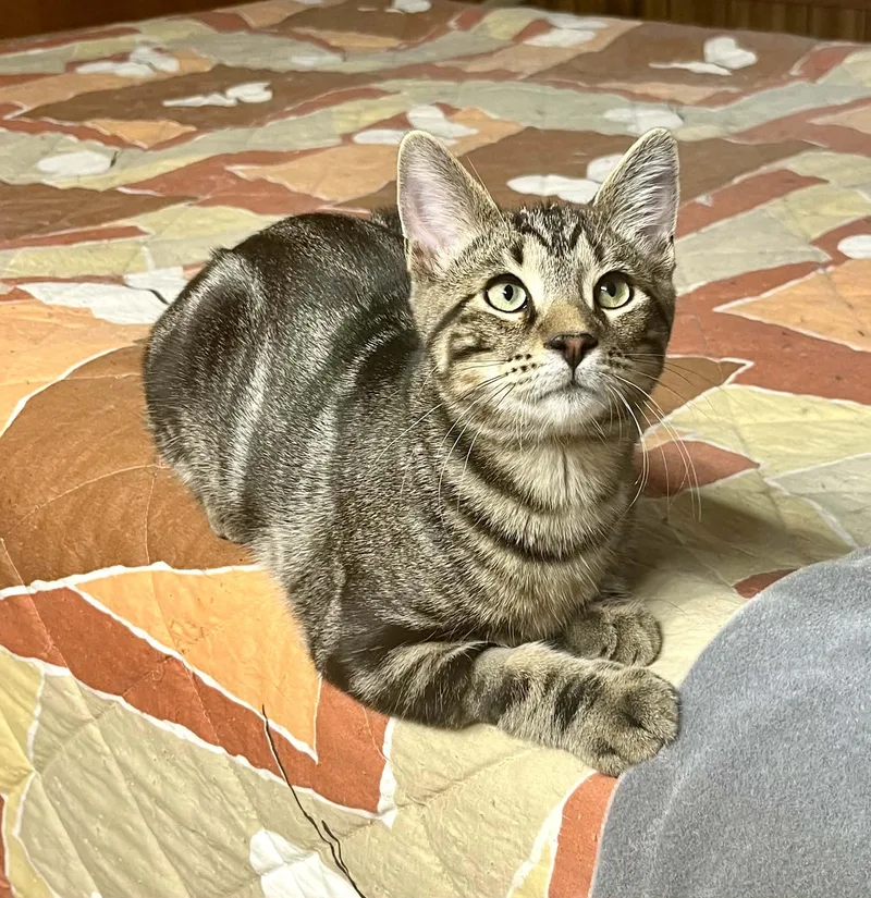 A young medium-sized male Tabby (Tiger Striped) Domestic Short Hair cat named Arthur for adoption in Franklin, IN