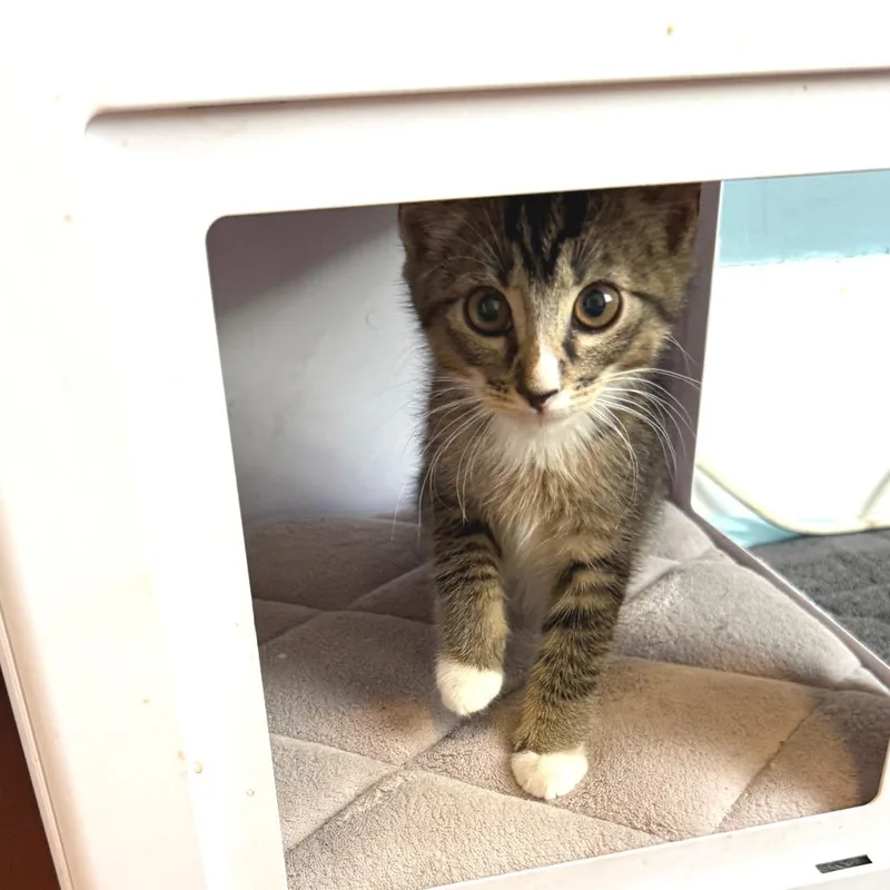 A baby small-sized male Brown / Chocolate Domestic Short Hair cat named Mushu for adoption in Long Beach, CA