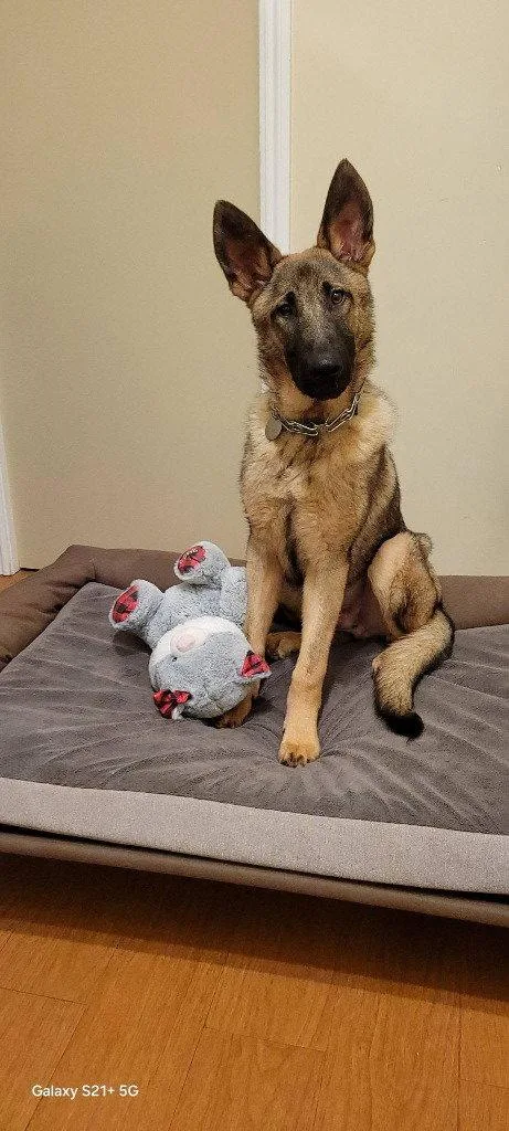 A young large-sized male German Shepherd Dog dog named Cheeto for adoption in Modesto, CA