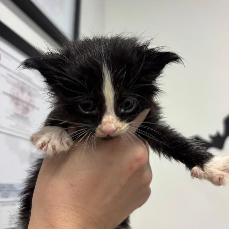 A baby small-sized male Black Domestic Long Hair cat named Allen for adoption in Tampa, FL