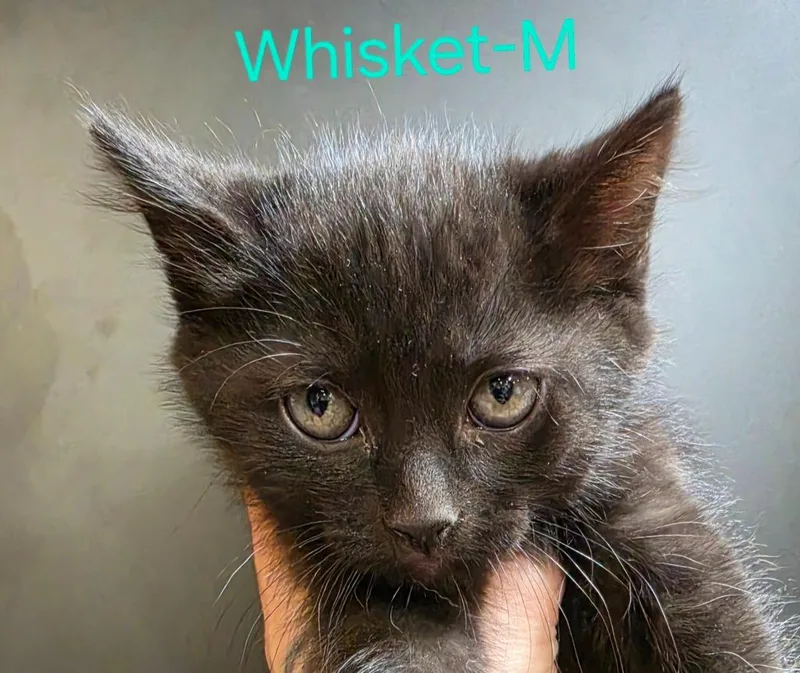 Whisket