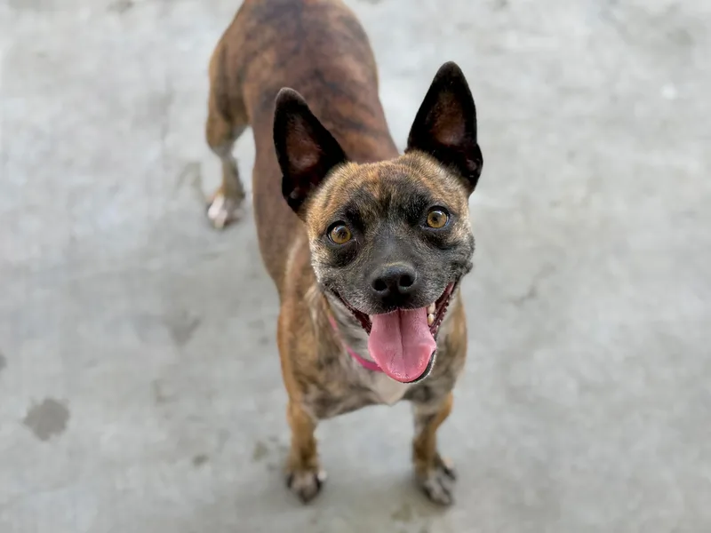 A young small-sized female Brindle Norwegian Lundehund dog named Marigold for adoption in Hollister, CA