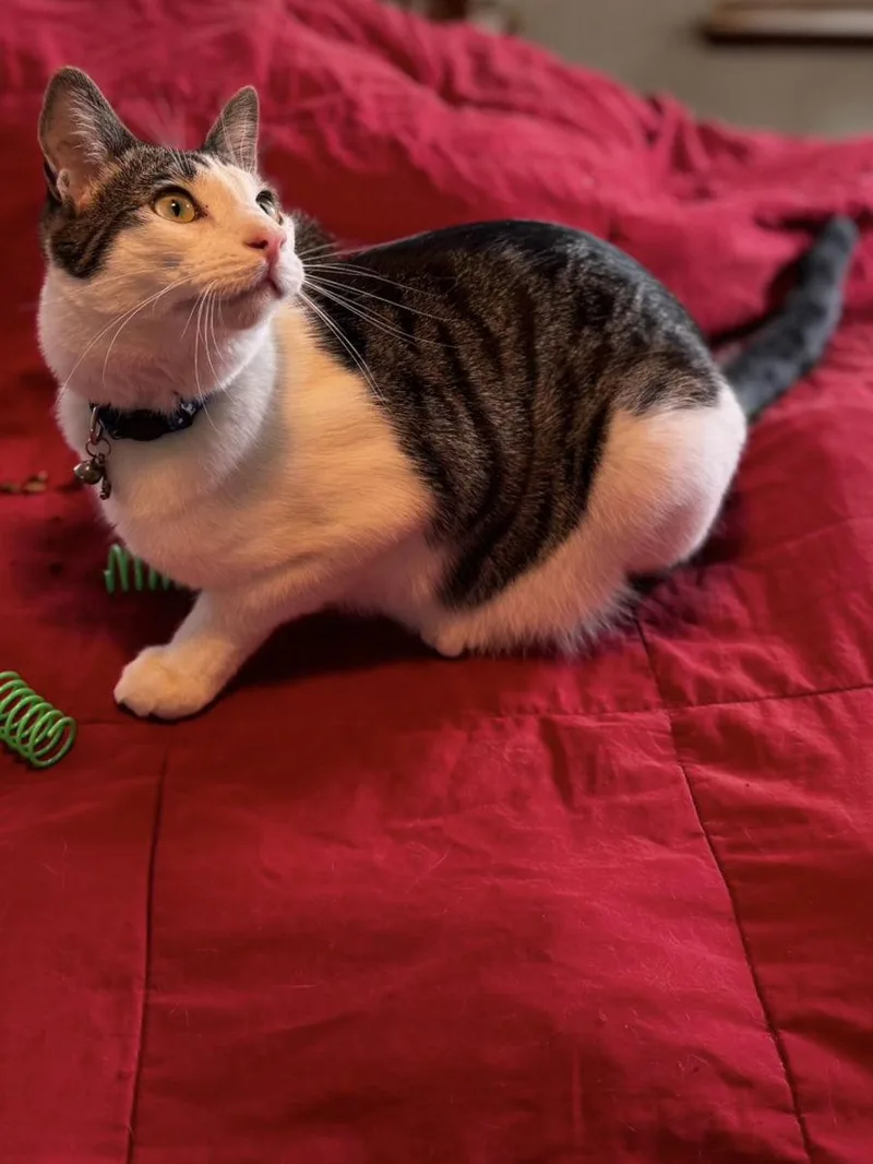 Kelly Cat thumbnail 2