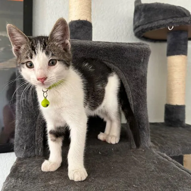 Kelly Cat thumbnail 3