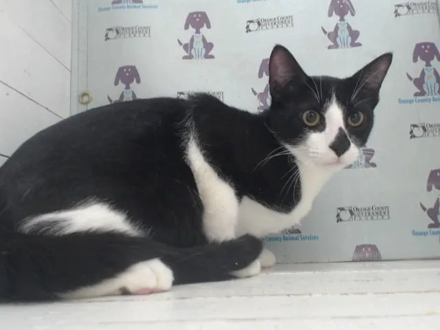 A young large-sized male Domestic Short Hair cat named Oreo for adoption in Orlando, FL