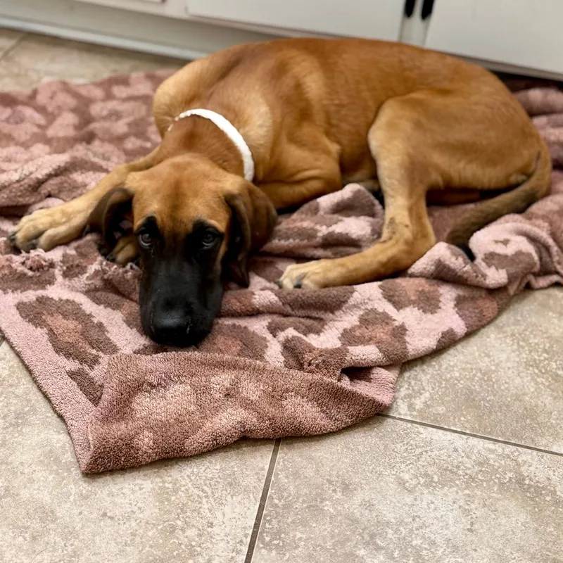 A baby large-sized male Brown / Chocolate Great Dane dog named Jack Jack for adoption in Alexandria, VA
