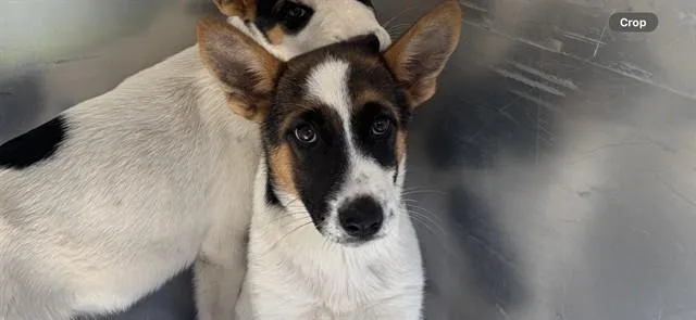 A baby small-sized female German Shepherd Dog dog named Koni for adoption in Garland, TX