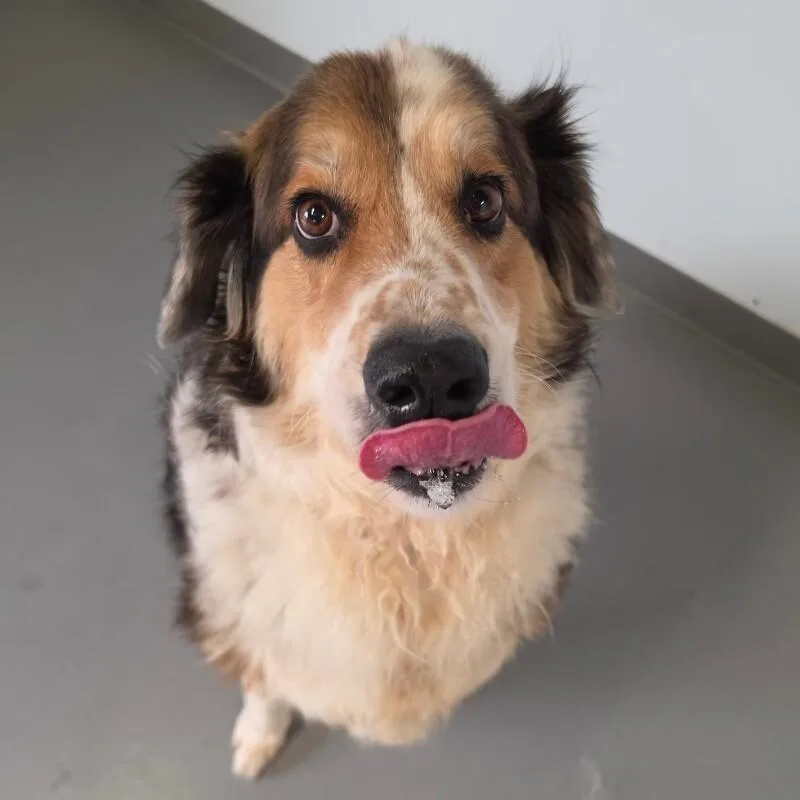 A senior medium-sized male Border Collie dog named Max for adoption in Roanoke, VA