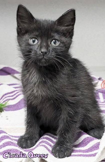 A baby small-sized female Domestic Short Hair cat named Cicada Queen for adoption in Mason, MI