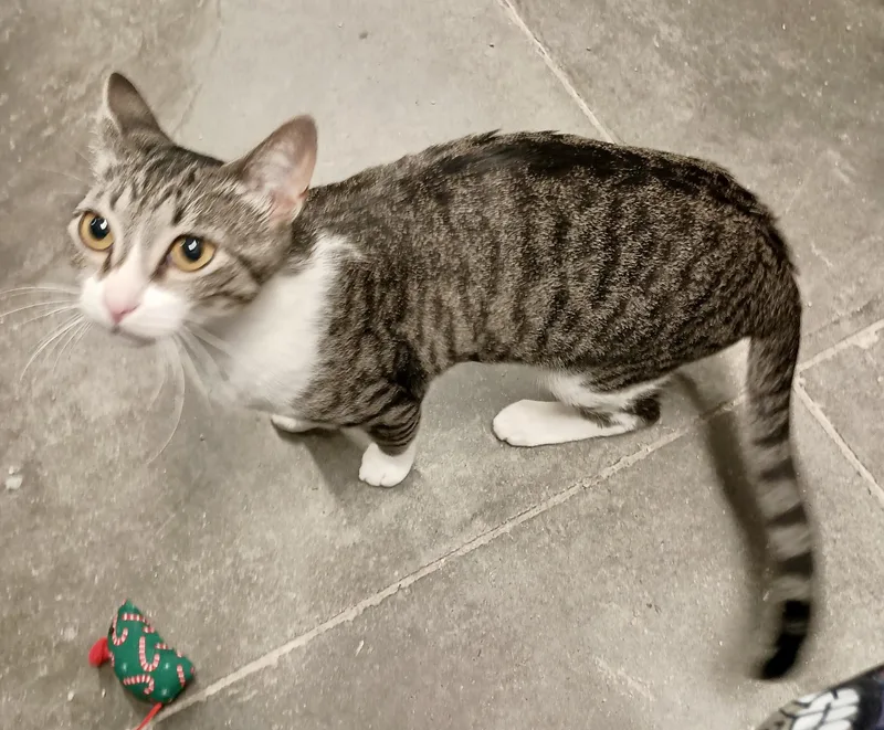 An adult medium-sized female Tabby (Brown / Chocolate) Domestic Short Hair cat named Lorelei for adoption in San Juan Capistrano, CA