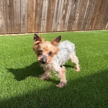 A senior small-sized male Gray / Blue / Silver Yorkshire Terrier dog named Teddy Bear for adoption in Houston, TX