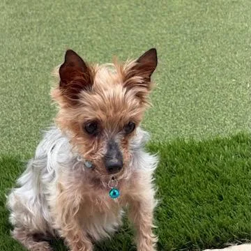 Teddy Bear thumbnail 2