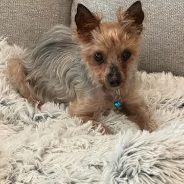 Teddy Bear thumbnail 3