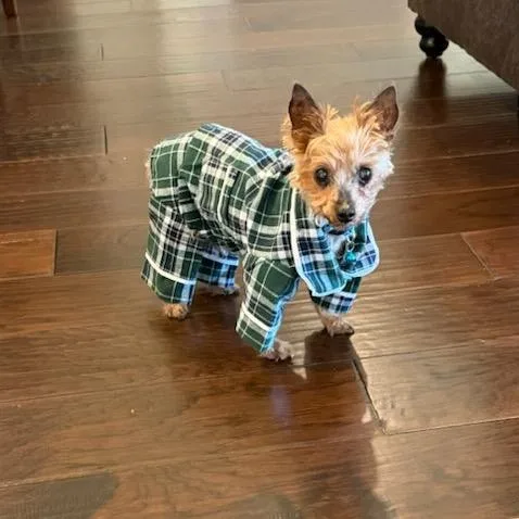 Teddy Bear thumbnail 4