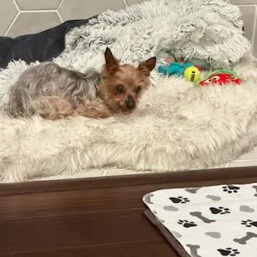 Teddy Bear thumbnail 5