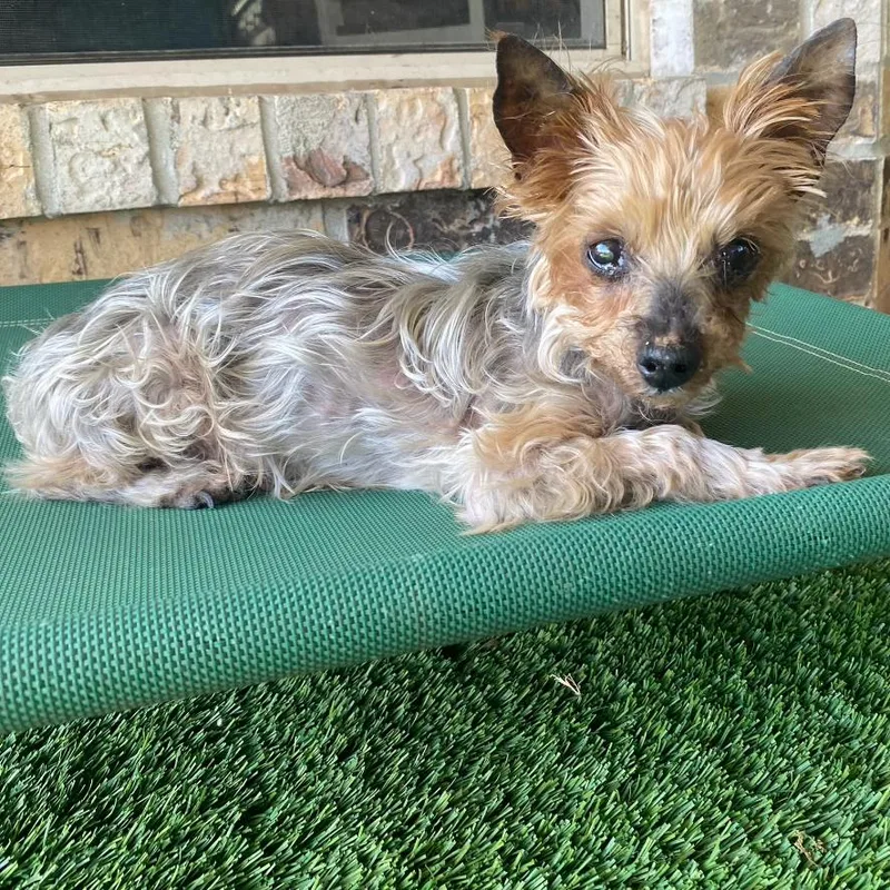 Teddy Bear thumbnail 6