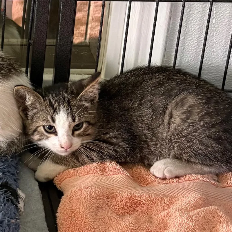 A young medium-sized female Domestic Short Hair cat named Firecracker for adoption in Crookston, MN