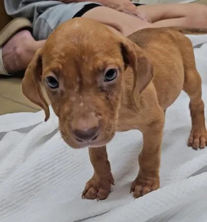 A baby medium-sized male Mixed Breed dog named Bruno for adoption in Port Saint Joe, FL