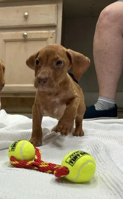 Bruno thumbnail 2