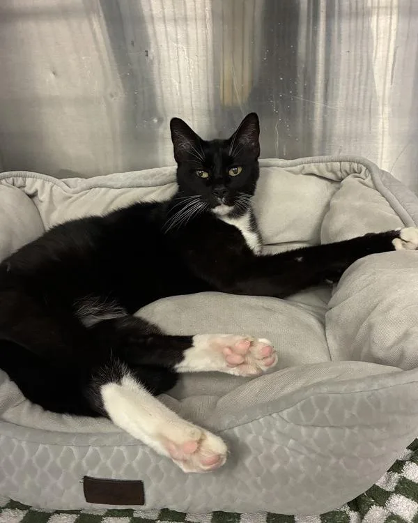 A senior small-sized male Domestic Short Hair cat named Mau E. Maui for adoption in Richmond, VA