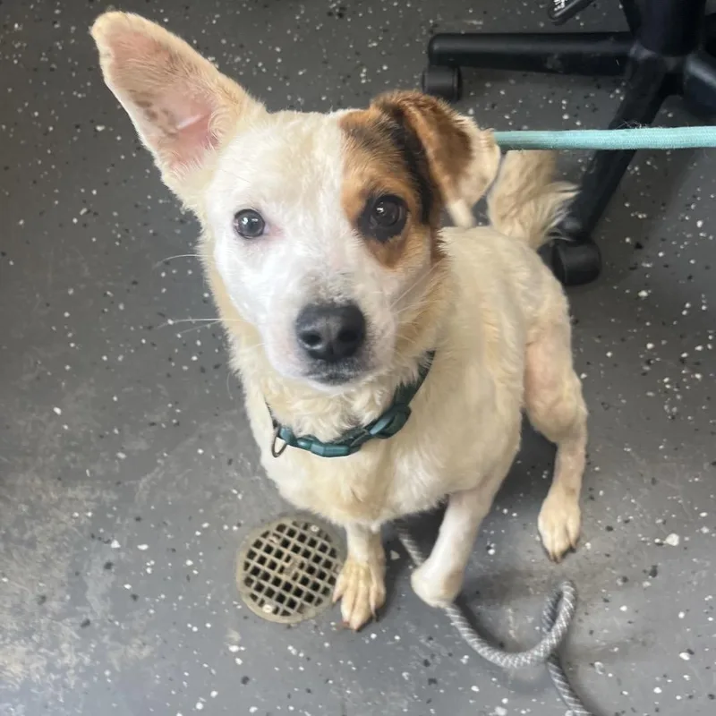 An adult medium-sized male White / Cream Mixed Breed dog named Camel for adoption in Columbiana, AL