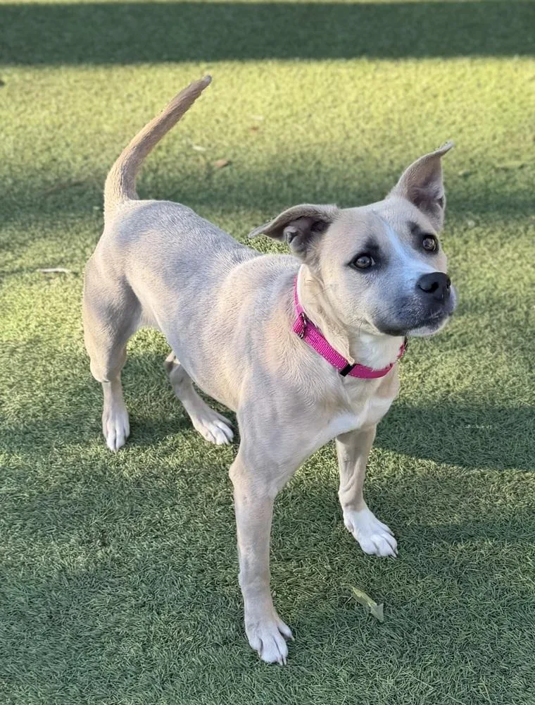 An adult medium-sized female Pit Bull Terrier dog named Happy for adoption in Dunwoody, GA