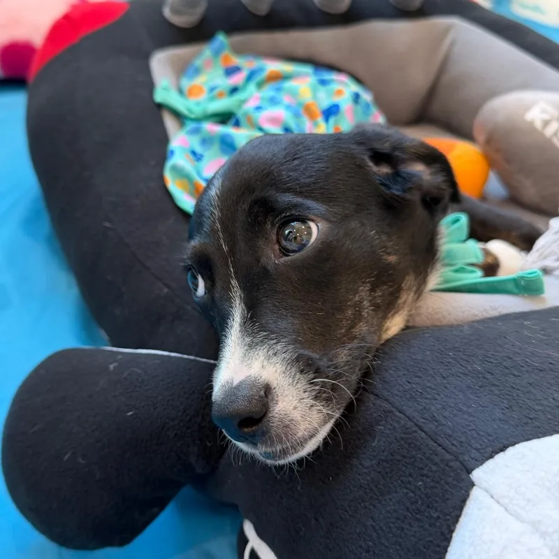 A baby small-sized female Black Labrador Retriever dog named Beach Pup: Flip Flop for adoption in Falls Church, VA