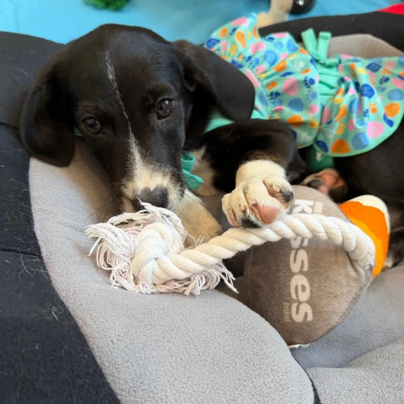 Beach Pup: Flip Flop thumbnail 2