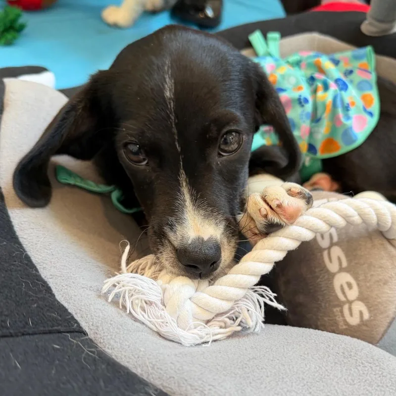 Beach Pup: Flip Flop thumbnail 3