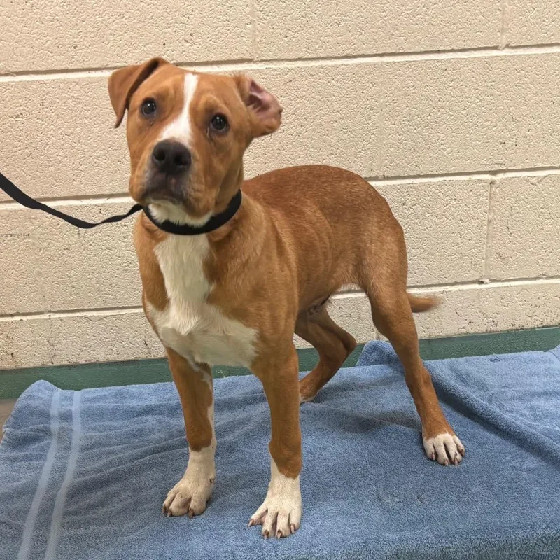 A baby medium-sized male Yellow / Tan / Blond / Fawn Mixed Breed dog named Goob for adoption in Memphis, TN