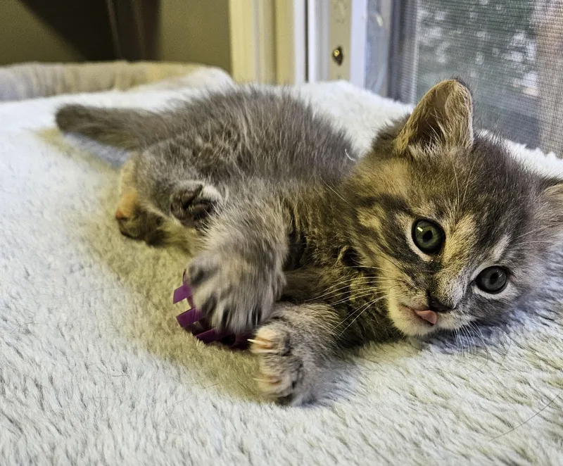 A baby small-sized female Gray / Blue / Silver Domestic Short Hair cat named Morel for adoption in Brockport, NY