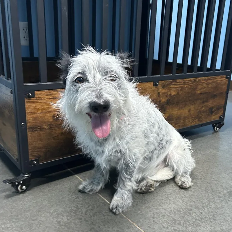 An adult medium-sized female Gray / Blue / Silver Australian Cattle Dog / Blue Heeler dog named Layla for adoption in Idaho Falls, ID