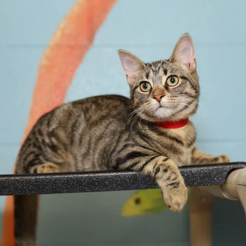 A baby small-sized female Brown / Chocolate Domestic Short Hair cat named Rainbocorn for adoption in Chicago, IL