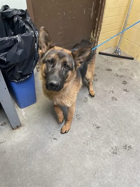 A young large-sized male German Shepherd Dog dog named Bonanno for adoption in Stockton, CA