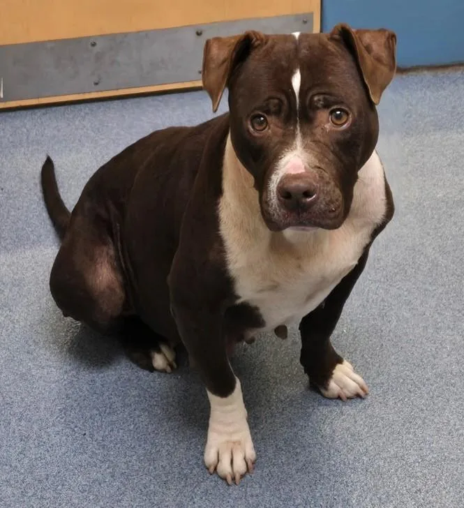An adult medium-sized female Brown / Chocolate Pit Bull Terrier dog named Seven for adoption in Suffolk, VA