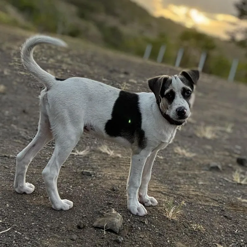 Jack