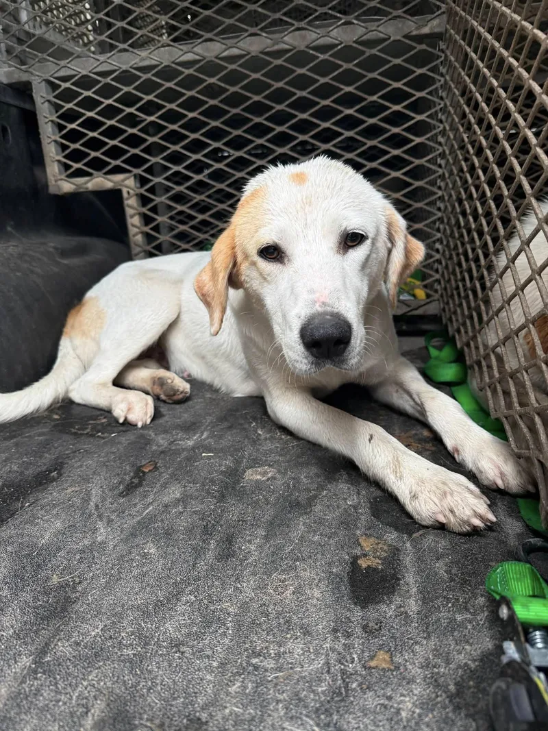 An adult medium-sized female Labrador Retriever dog named Bonnie for adoption in Fayetteville, WV