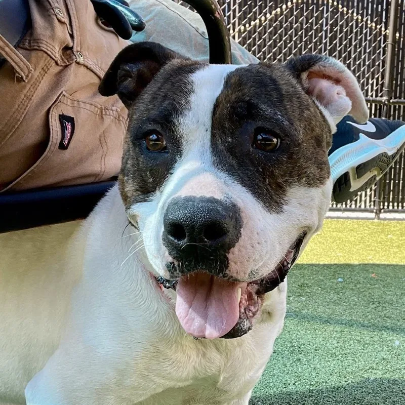 An adult medium-sized female White / Cream Boxer dog named Sniff A Doodle for adoption in Greensboro, NC