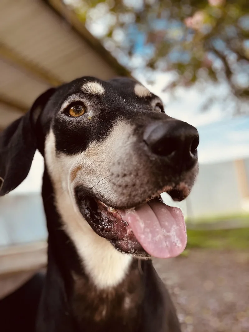 An adult medium-sized female Bicolor Hound dog named S'Mores for adoption in New Port Richey, FL